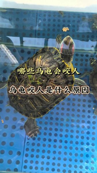 乌龟咬人-乌龟咬人的图片-第2张图片 乌龟咬人-乌龟咬人的图片-第2张图片