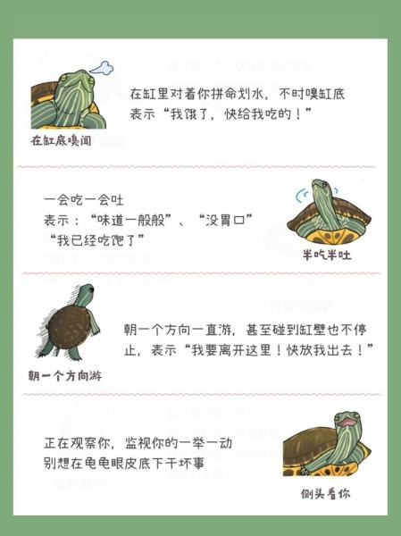 乌龟咬人-乌龟咬人的图片-第6张图片 乌龟咬人-乌龟咬人的图片-第6张图片