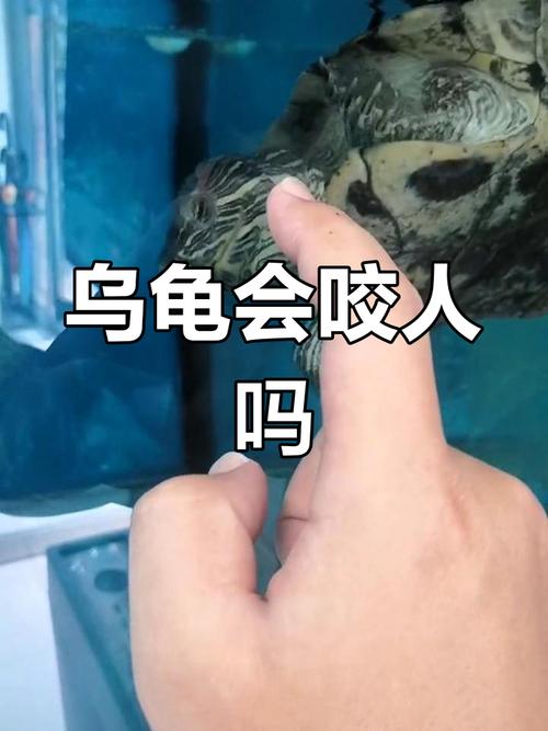 乌龟咬人-乌龟咬人的图片-第7张图片 乌龟咬人-乌龟咬人的图片-第7张图片