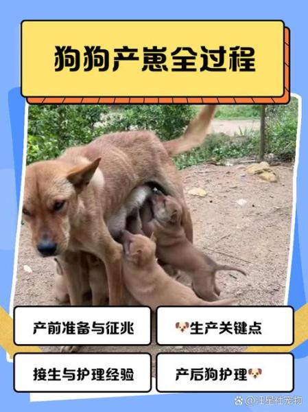 狗狗生产/狗狗生产后多久可以洗澡