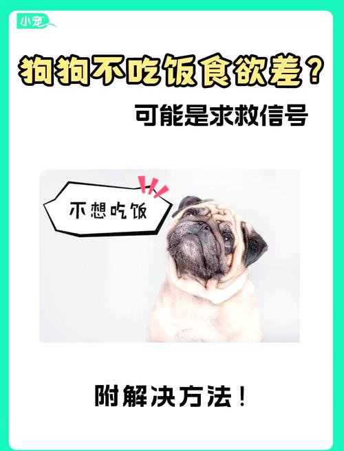 狗狗吃饭太快怎么办,狗狗吃饭特别慢怎么办-第4张图片 狗狗吃饭太快怎么办,狗狗吃饭特别慢怎么办-第4张图片