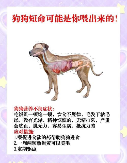 狗狗吃饭太快怎么办,狗狗吃饭特别慢怎么办-第7张图片 狗狗吃饭太快怎么办,狗狗吃饭特别慢怎么办-第7张图片