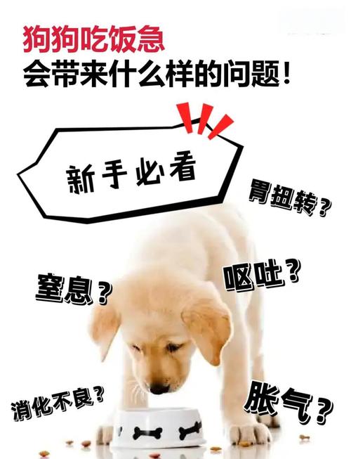 狗狗吃饭太快怎么办,狗狗吃饭特别慢怎么办-第10张图片 狗狗吃饭太快怎么办,狗狗吃饭特别慢怎么办-第10张图片