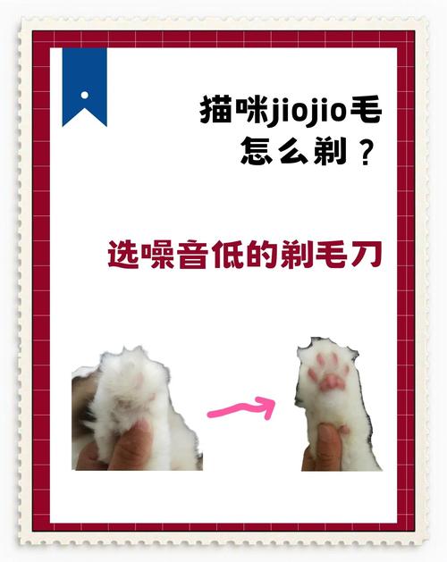 解析“猫咪脚毛剪到什么程度”你不知道的事
