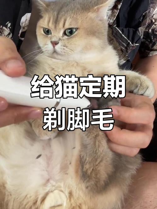 解析“猫咪脚毛剪到什么程度”你不知道的事-第3张图片 解析“猫咪脚毛剪到什么程度”你不知道的事-第3张图片