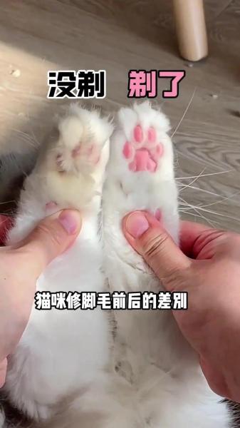 解析“猫咪脚毛剪到什么程度”你不知道的事-第4张图片 解析“猫咪脚毛剪到什么程度”你不知道的事-第4张图片