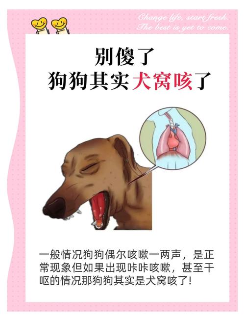 作为消费者“狗狗流鼻涕咳嗽怎么办”你不能不知道-第3张图片 作为消费者“狗狗流鼻涕咳嗽怎么办”你不能不知道-第3张图片