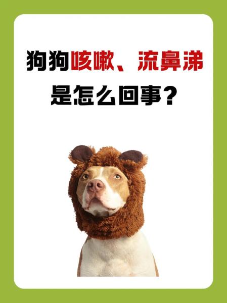 作为消费者“狗狗流鼻涕咳嗽怎么办”你不能不知道-第4张图片 作为消费者“狗狗流鼻涕咳嗽怎么办”你不能不知道-第4张图片