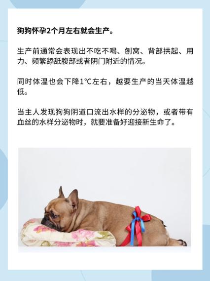 狗狗多久生宝宝/狗狗临产前3天表现-第4张图片 狗狗多久生宝宝/狗狗临产前3天表现-第4张图片