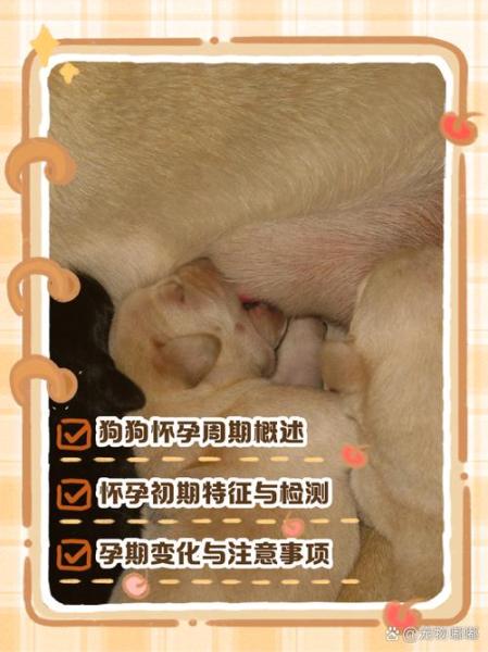 狗狗多久生宝宝/狗狗临产前3天表现-第5张图片 狗狗多久生宝宝/狗狗临产前3天表现-第5张图片