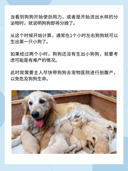 狗狗多久生宝宝/狗狗临产前3天表现-第7张图片 狗狗多久生宝宝/狗狗临产前3天表现-第7张图片
