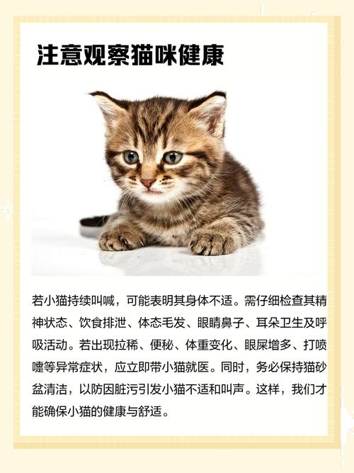 猫咪到新家一直叫-猫咪到新家一直叫怎么办