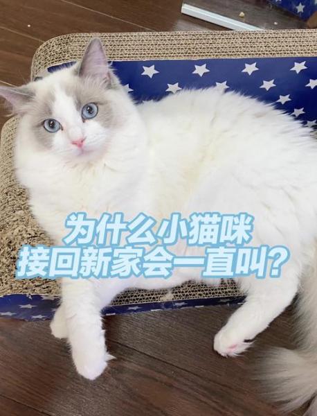 猫咪到新家一直叫-猫咪到新家一直叫怎么办-第3张图片 猫咪到新家一直叫-猫咪到新家一直叫怎么办-第3张图片