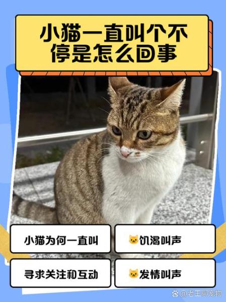 猫咪到新家一直叫-猫咪到新家一直叫怎么办-第4张图片 猫咪到新家一直叫-猫咪到新家一直叫怎么办-第4张图片