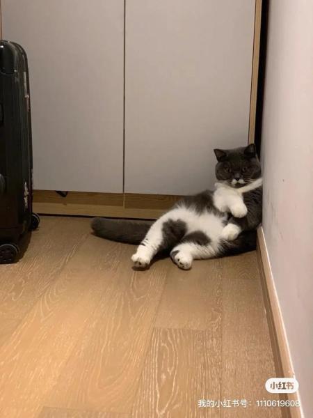 猫咪到新家一直叫-猫咪到新家一直叫怎么办-第5张图片 猫咪到新家一直叫-猫咪到新家一直叫怎么办-第5张图片