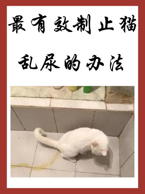 猫咪为什么突然乱撒尿-猫咪为何突然乱尿