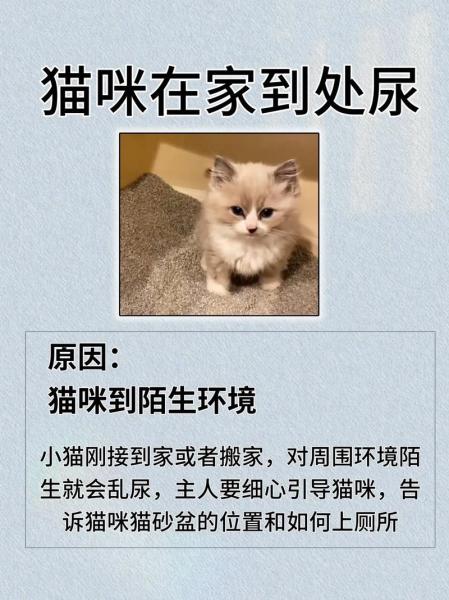 猫咪为什么突然乱撒尿-猫咪为何突然乱尿-第5张图片 猫咪为什么突然乱撒尿-猫咪为何突然乱尿-第5张图片